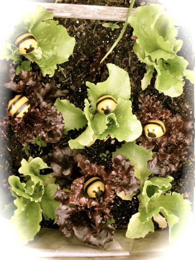 Bees-in-lettuce